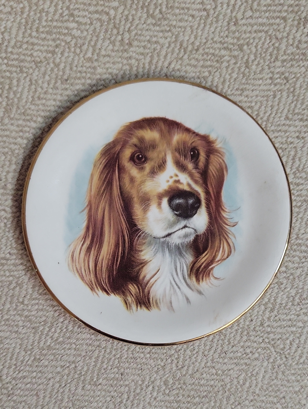 Vintage EDCO Made in England Dog Trinket Dish Plate - Spaniel / Setter Portrait